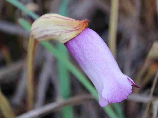 ナンバンギセル