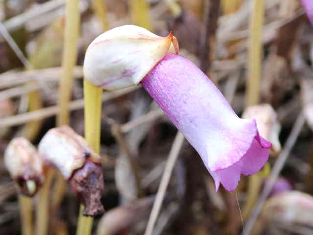 ナンバンギセル