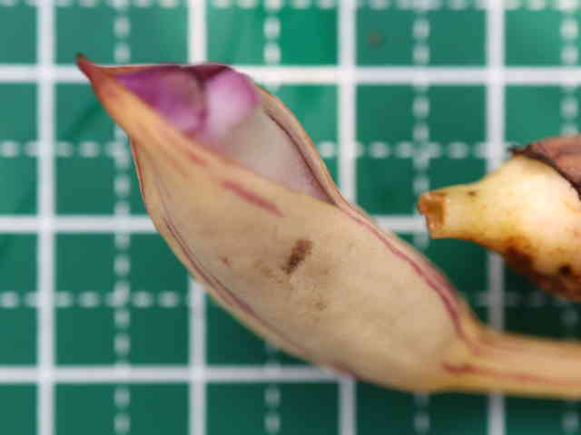 ナンバンギセル花