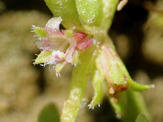 スズメノハコベ