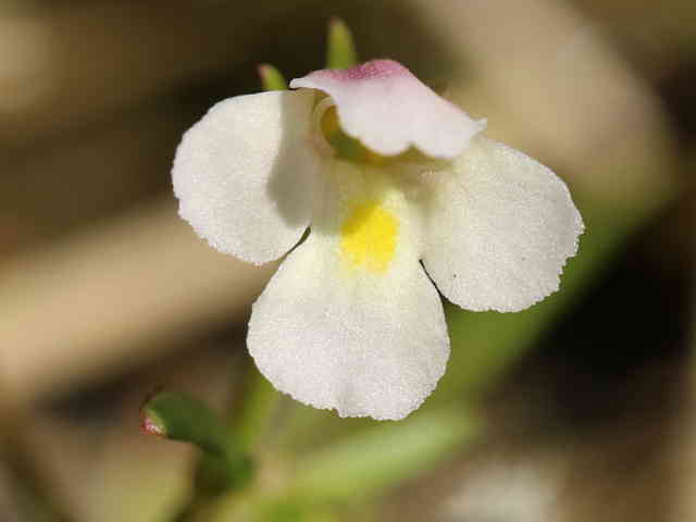 アゼトウガラシ