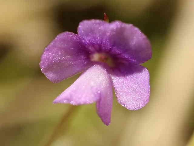 サワトウガラシ