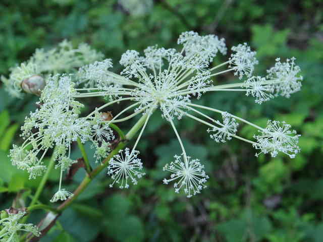 サンインヨロイグサ