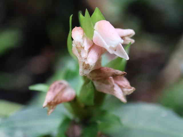 アケボノシュスラン