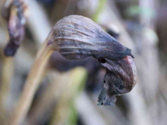 ナンバンギセル