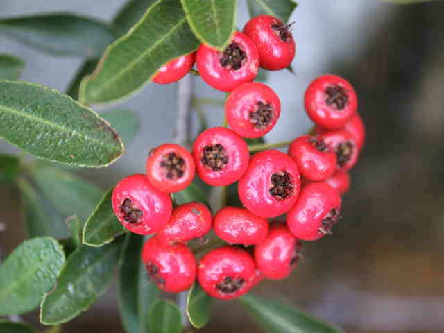 トキワサンザシ