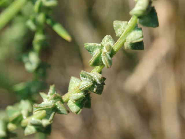 ホソバハマアカザ