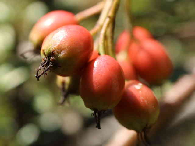 ヤナギバシャリントウ