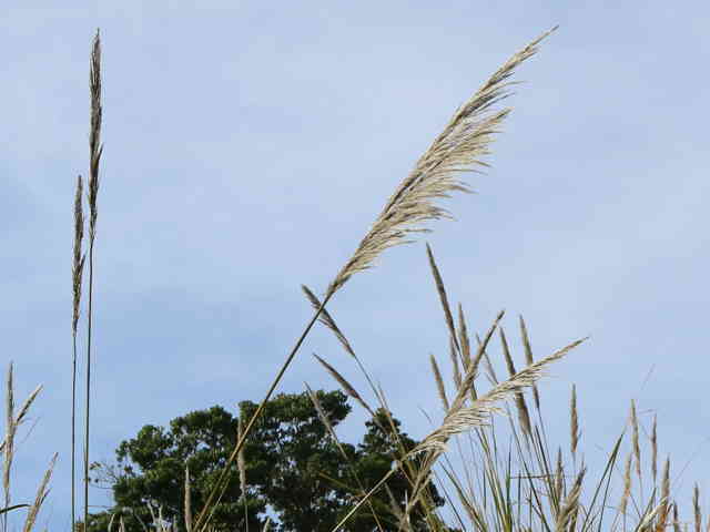 ヨシススキ