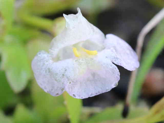 ヒロハスズメノトウガラシ