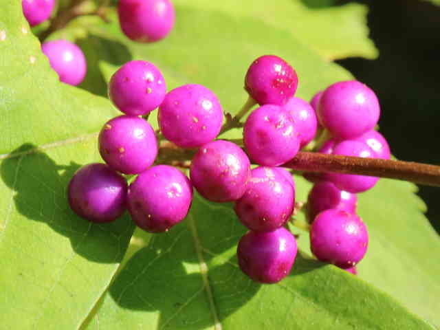 ムラサキシキブ