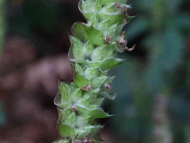 ナギナタコウジュ