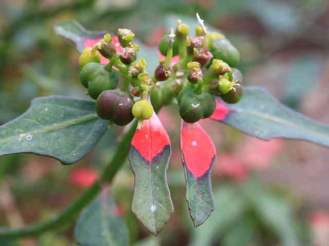 ショウジョウソウ