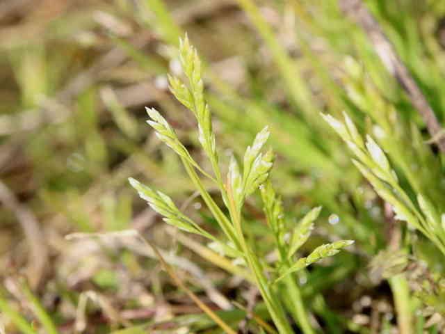 ツクシスズメノカタビラ