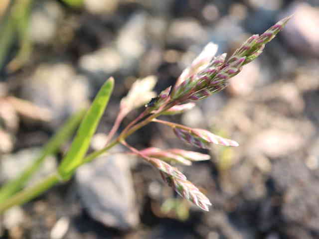 ツクシスズメノカタビラ