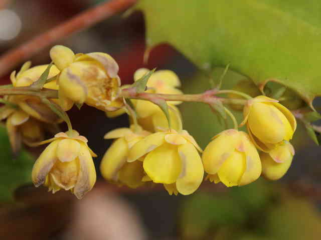 ヒイラギナンテン