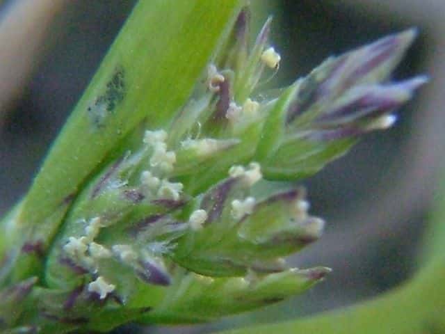 スズメノカタビラ