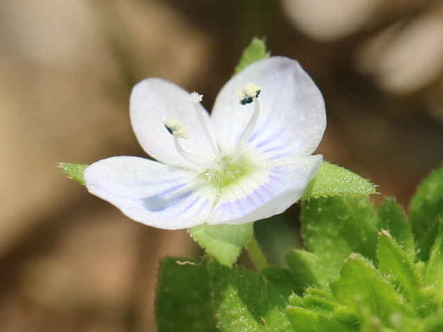 オオイヌノフグリ