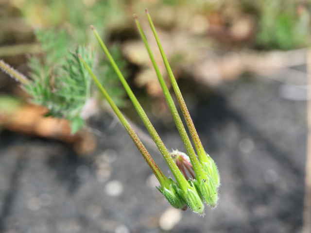 オランダフウロ