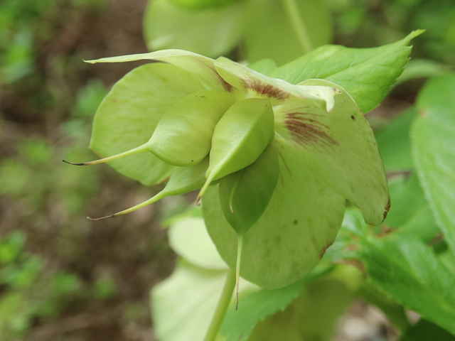 クリスマスローズ