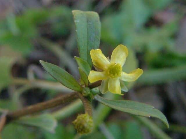 ケキツネノボタン