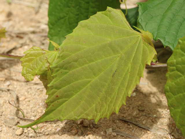 サンカクヅル葉