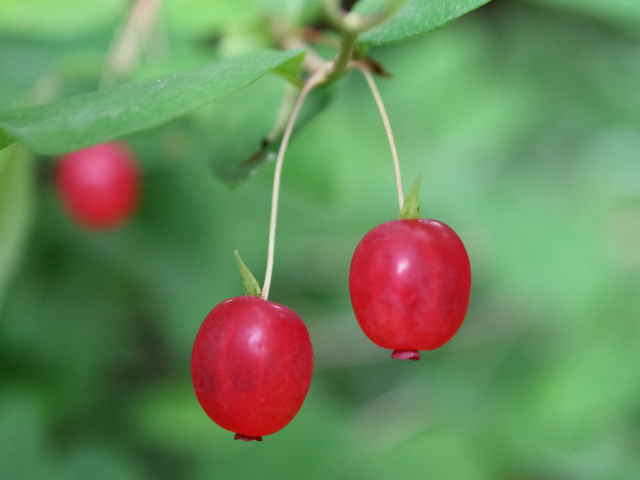 ウグイスカグラ tle=