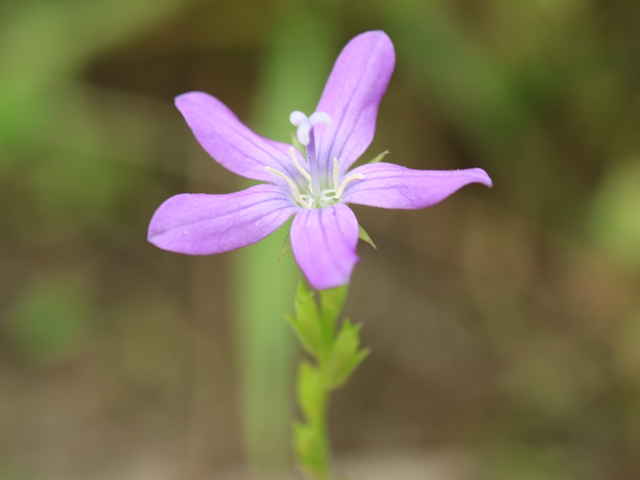 ヒナキキョウソウ