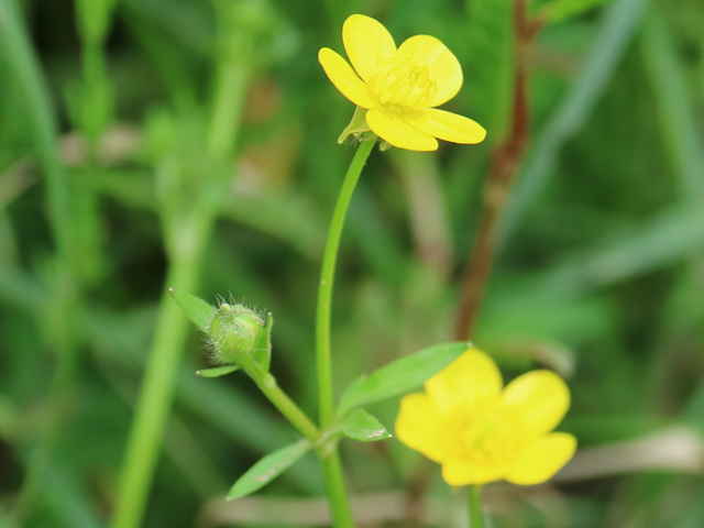 イボミキンポウゲ tle=