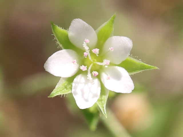 ネバリノミノツヅリ tle=