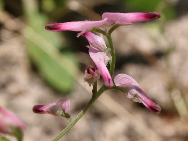 セイヨウエンゴサク