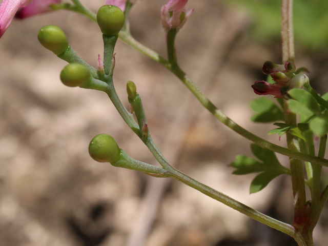 セイヨウエンゴサク果実