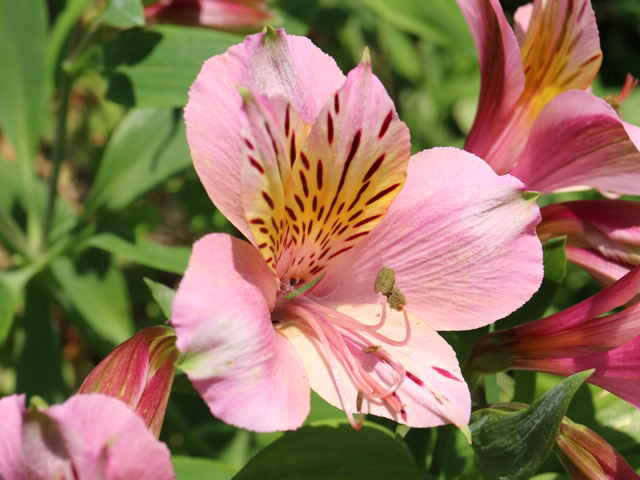 アルストロメリア