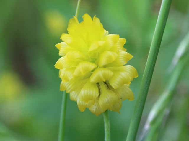 クスダマツメクサ