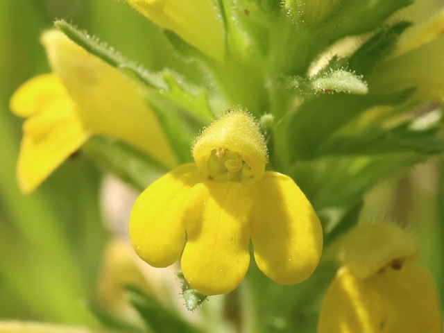 セイヨウヒキヨモギ tle=