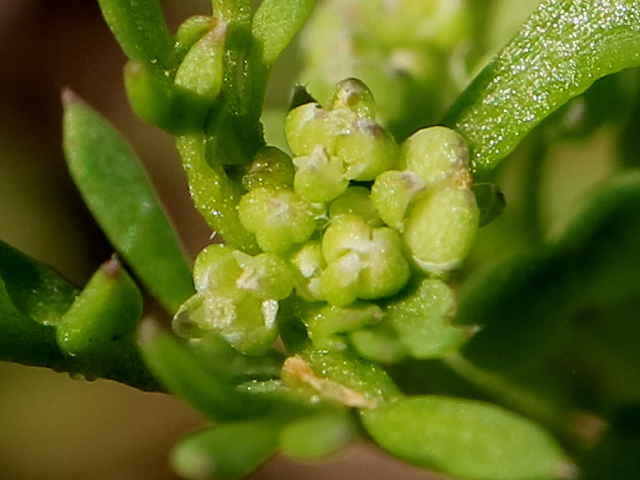 カラクサナズナ