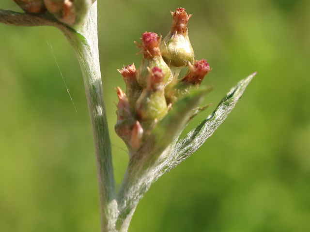 ホソバノチチコグサモドキ