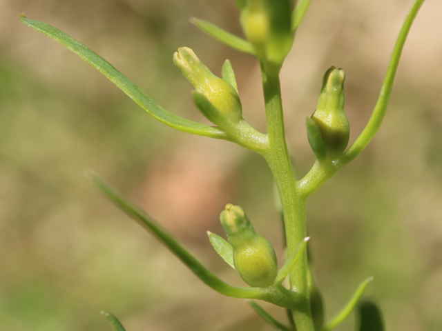 カナビキソウ tle=