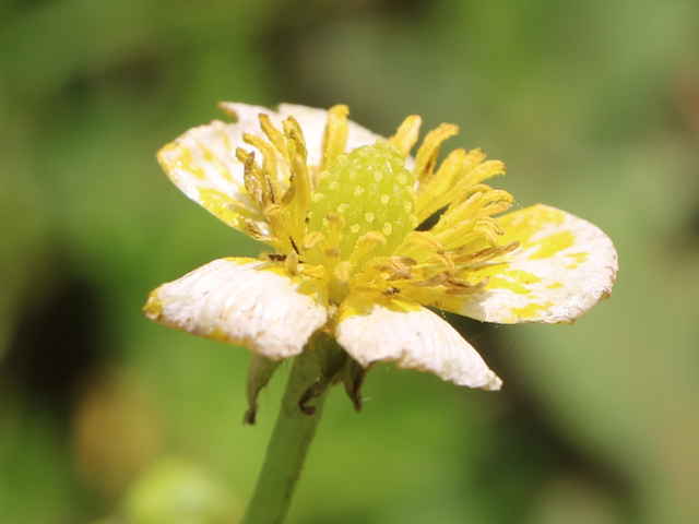 イボミキンポウゲ tle=