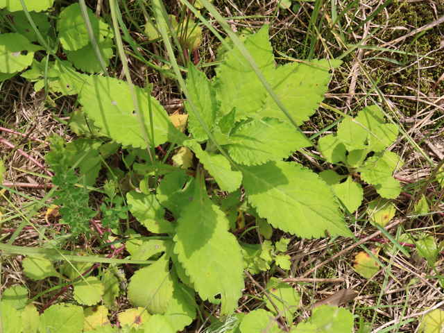 オトコオミナエシ tle=