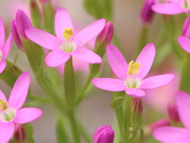 ハナハマセンブリ