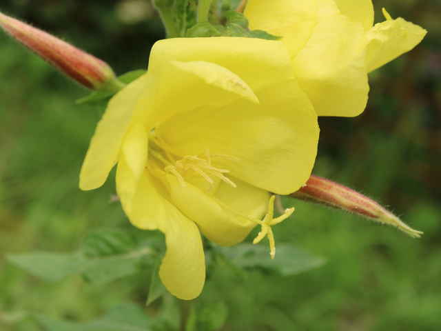 オオマツヨイグサ