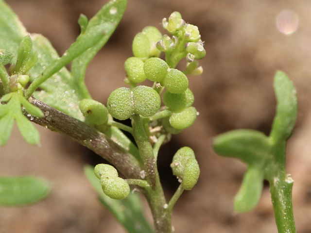 カラクサナズナ