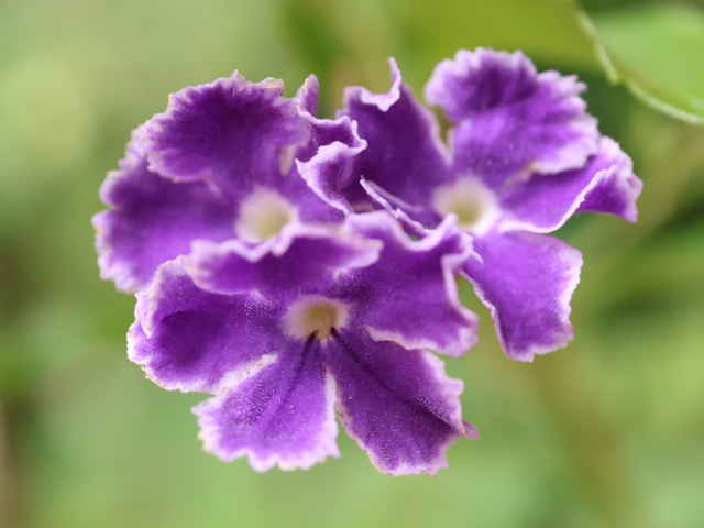 タイワンレンギョウ