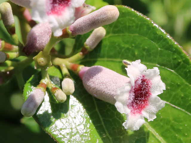 ハマサオトメカズラ