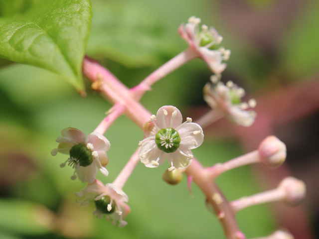 ヨウシュヤマゴボウ