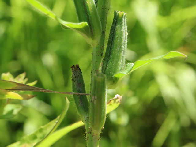 オオマツヨイグサ