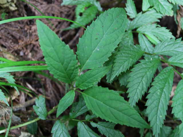 ヒナノウスツボ