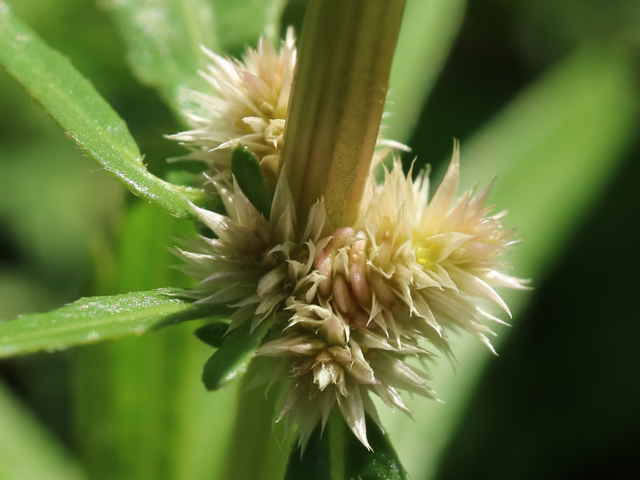 ホソバツルノゲイトウ