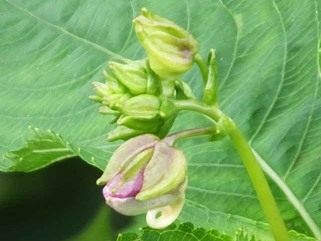 ナメラツリフネソウ